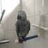 Bird Shower Standing Perches